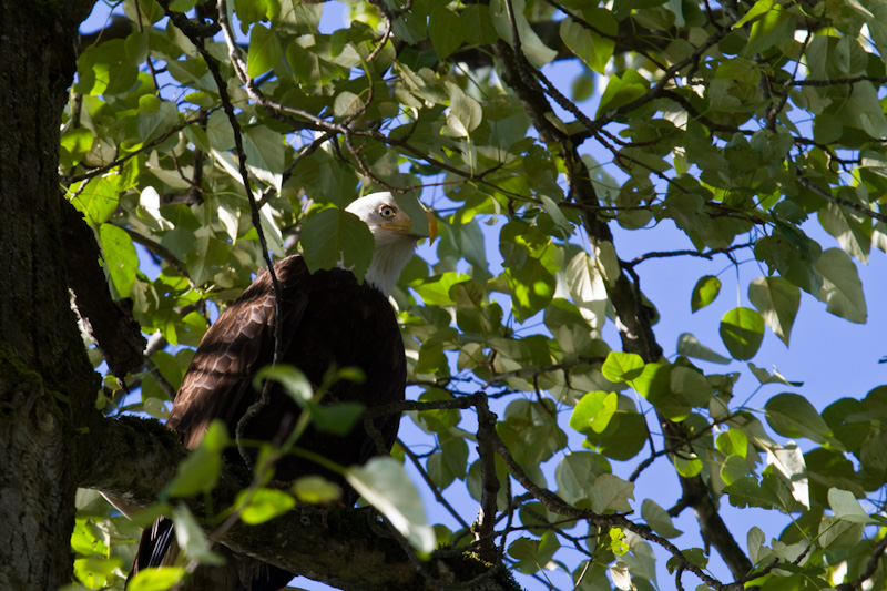 Bald Eagle In Tree